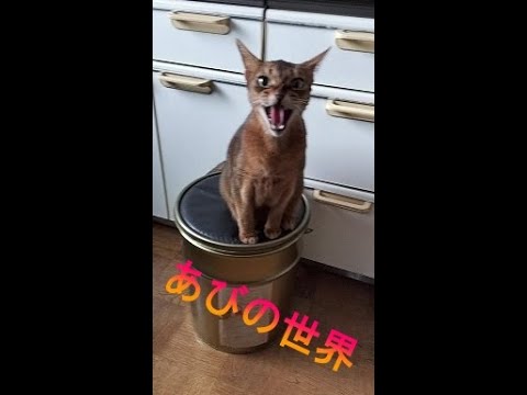 ネコ動画あび＃2965　あびの毎日　アビシニアン　あび