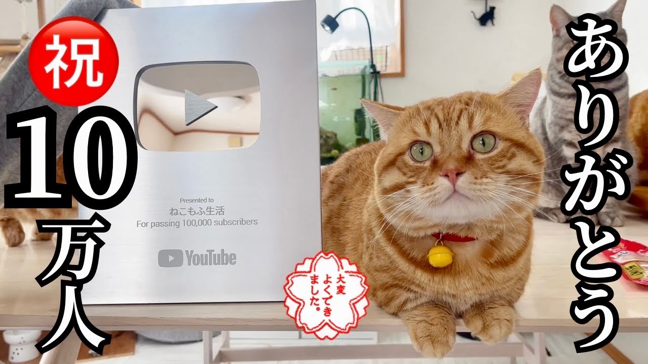 親子猫たちが銀の盾を貰うまで〜5年間の記録と銀の盾開封の様子です〜 #猫 #マンチカン