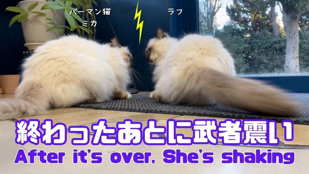 バーマン猫ミカとラフ【終わったあとに武者震い】After it's over, She's shaking（バーマン猫）Birman/Cat