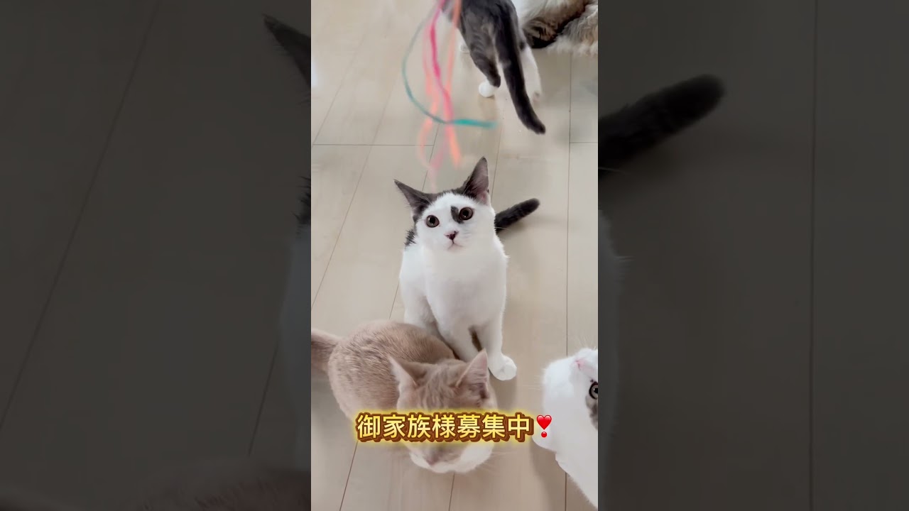 マンチカン長足男の子🩷 【お問合せ詳細は説明欄に記載あります】 #スクーカム #ブリーダー直販 #マンチカン #ミヌエット #ラパーマ #子猫 #子猫販売 #猫 #猫のいる暮らし #猫動画