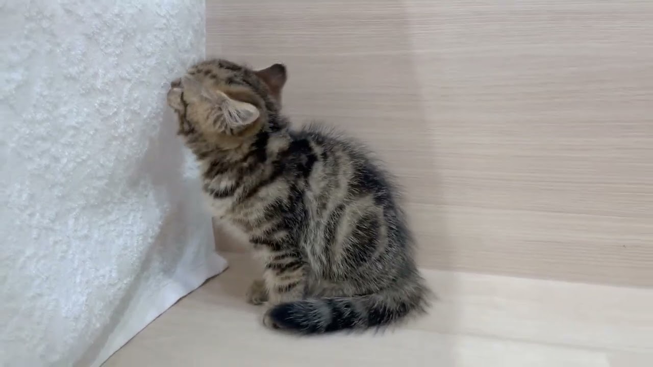 🎀うるうるおめめ🎀愛くるしいお顔のスコティッシュの女の子【パピードリーム】