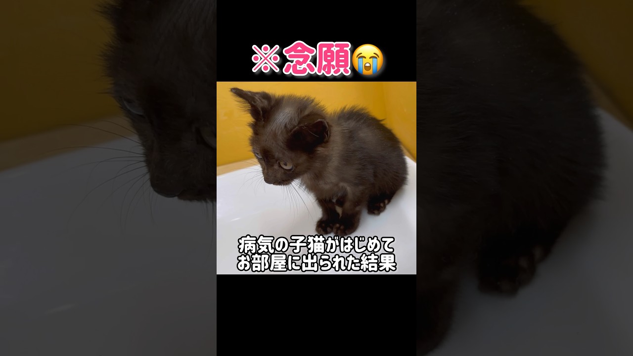 【念願✨】病気のこねこを初めてお部屋に出した結果…🍀