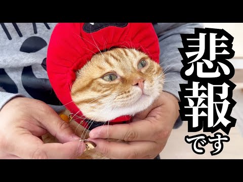 【悲報】1ヶ月持ちませんでした...涙 #猫 #マンチカン