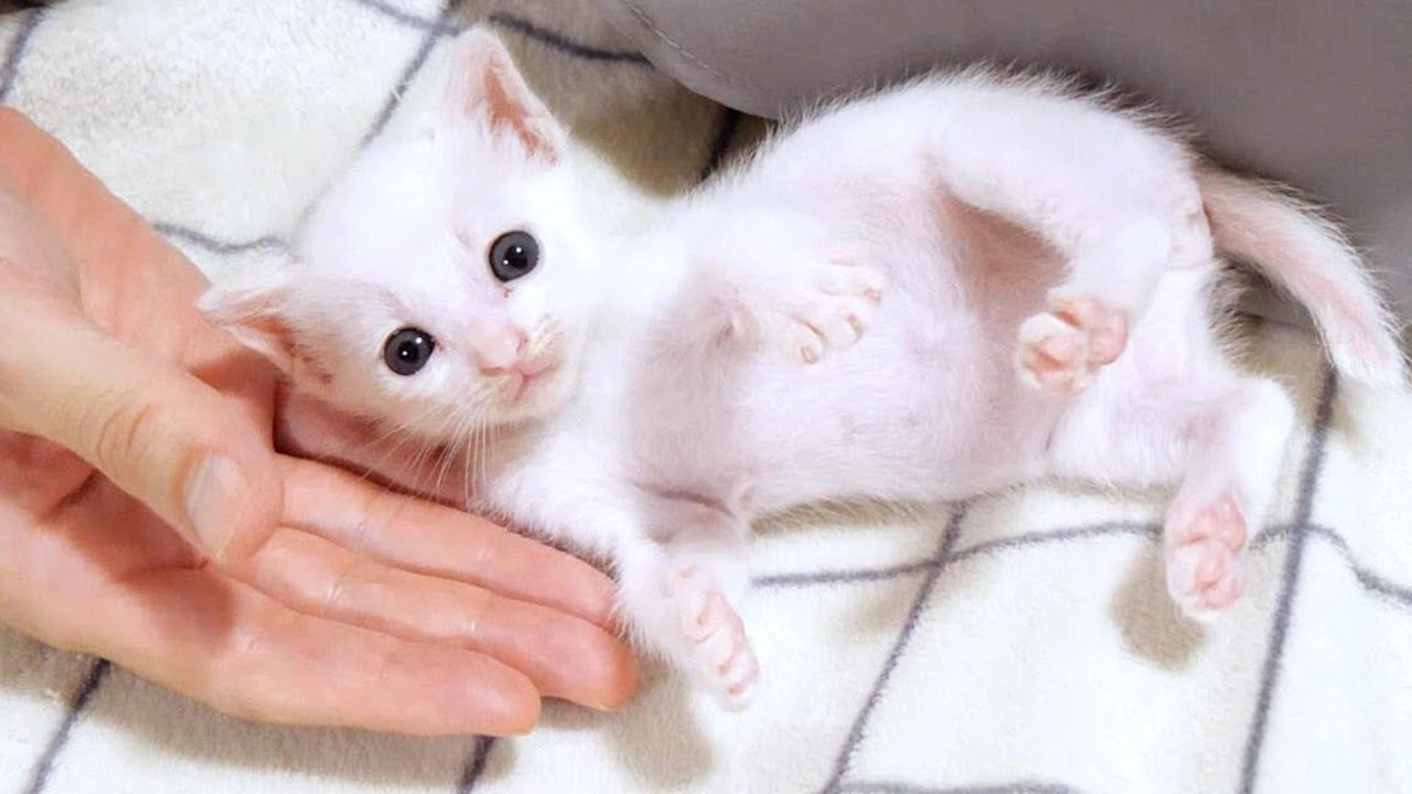 白いちび子猫ちゃんがエプロンの中にもぐりこんじゃったｗ【赤ちゃん猫　保護猫】