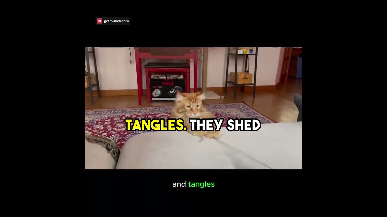 Easy Grooming Tips for Maine Coons