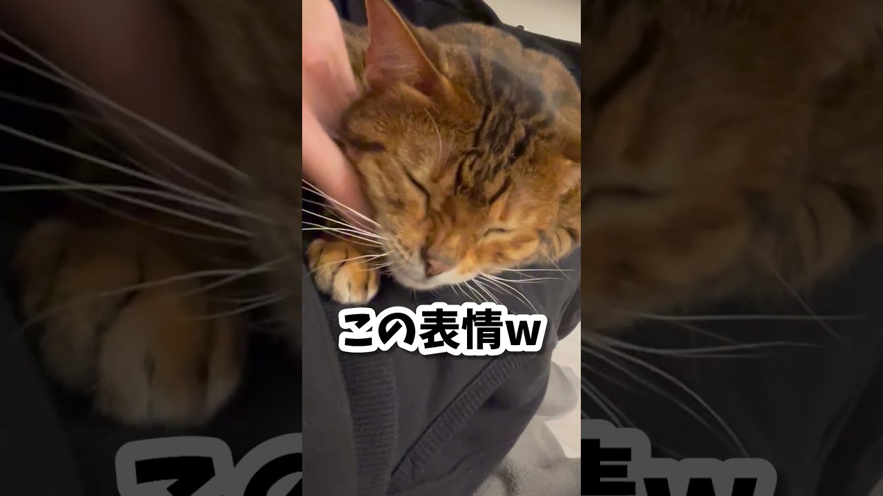 それぞれの幸せ #shorts #ベンガル猫 #ベンガル
