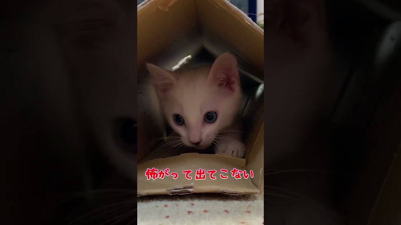 トンネルが怖くて出てこない子猫