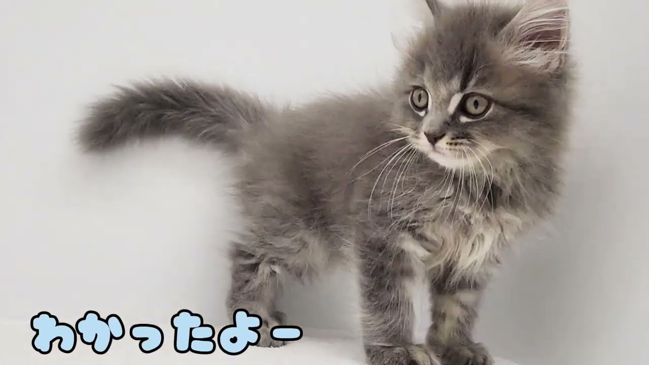 【サイベリアン】ようこそ高井戸店へ