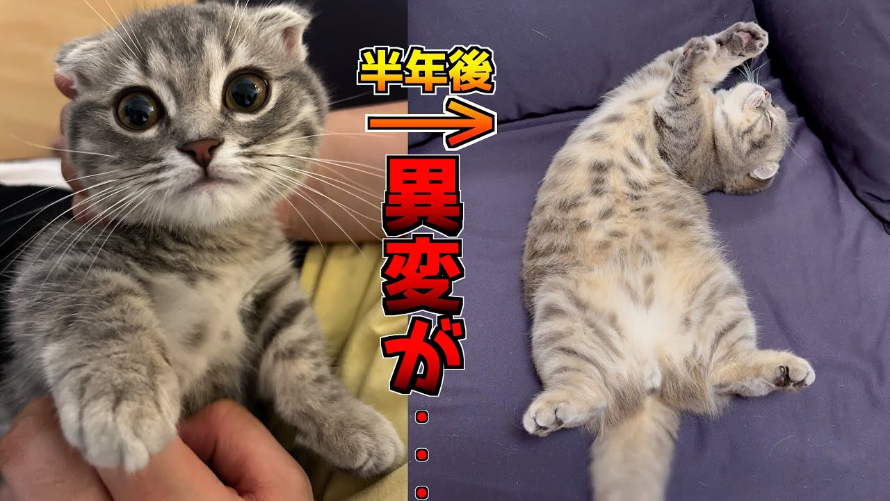 銀髪だった猫が最近茶色くなってんけど...[マンチカンの銀時]