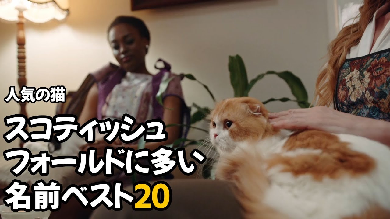 【人気の猫】スコティッシュフォールドに多い名前ベスト20