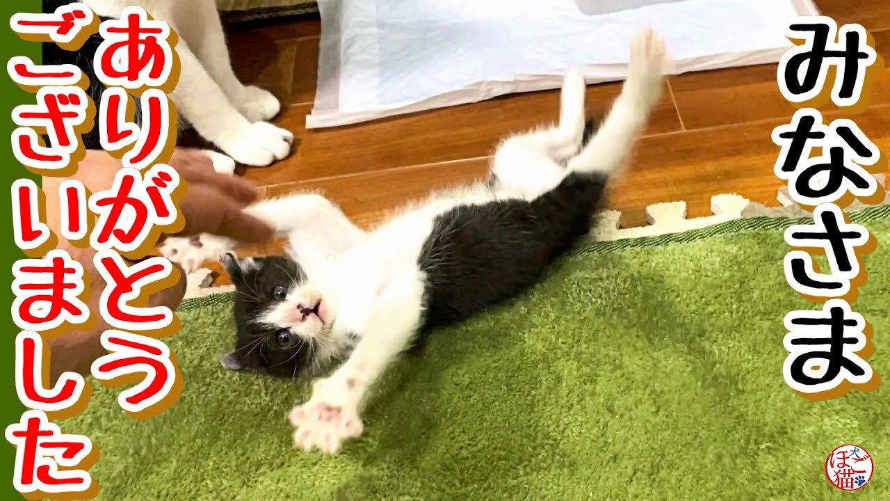 【子猫　子犬　保護】みなさま、ありがとうございました