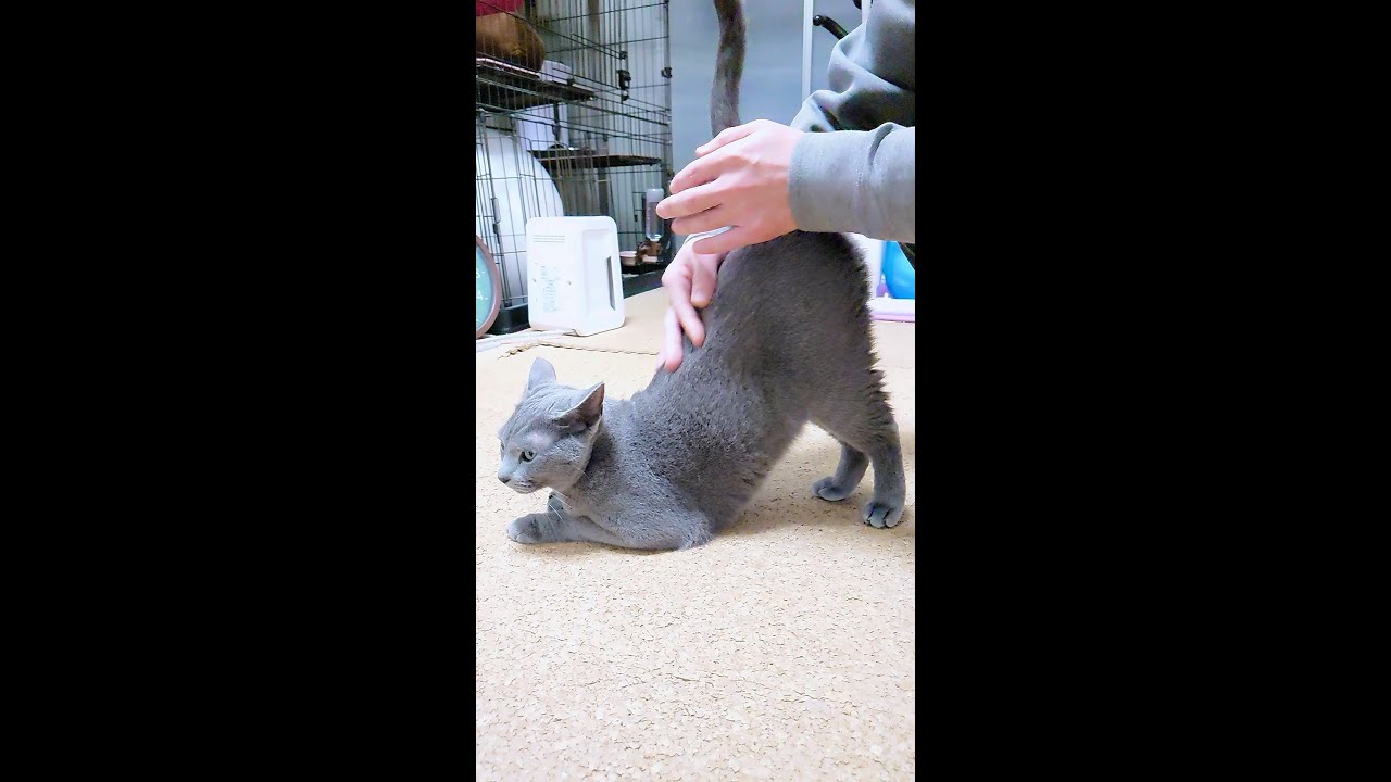 【猫動画】お尻が高いロシアンブルー【Russian blue】Russian blue that raises your butt
