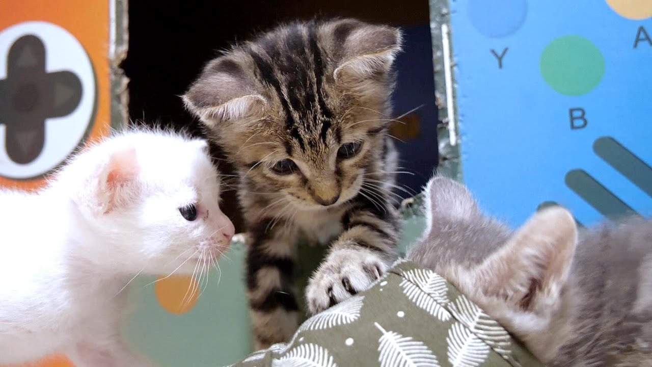 スリッパの遊び方を教える子猫に「それ違うよ」と突っ込む子猫達【赤ちゃん猫　保護猫】