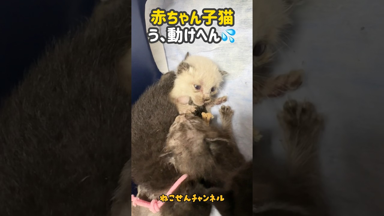 生後10日のシャム君・今日も踏まれて動けへん‥💗【ねこせんチャンネル】