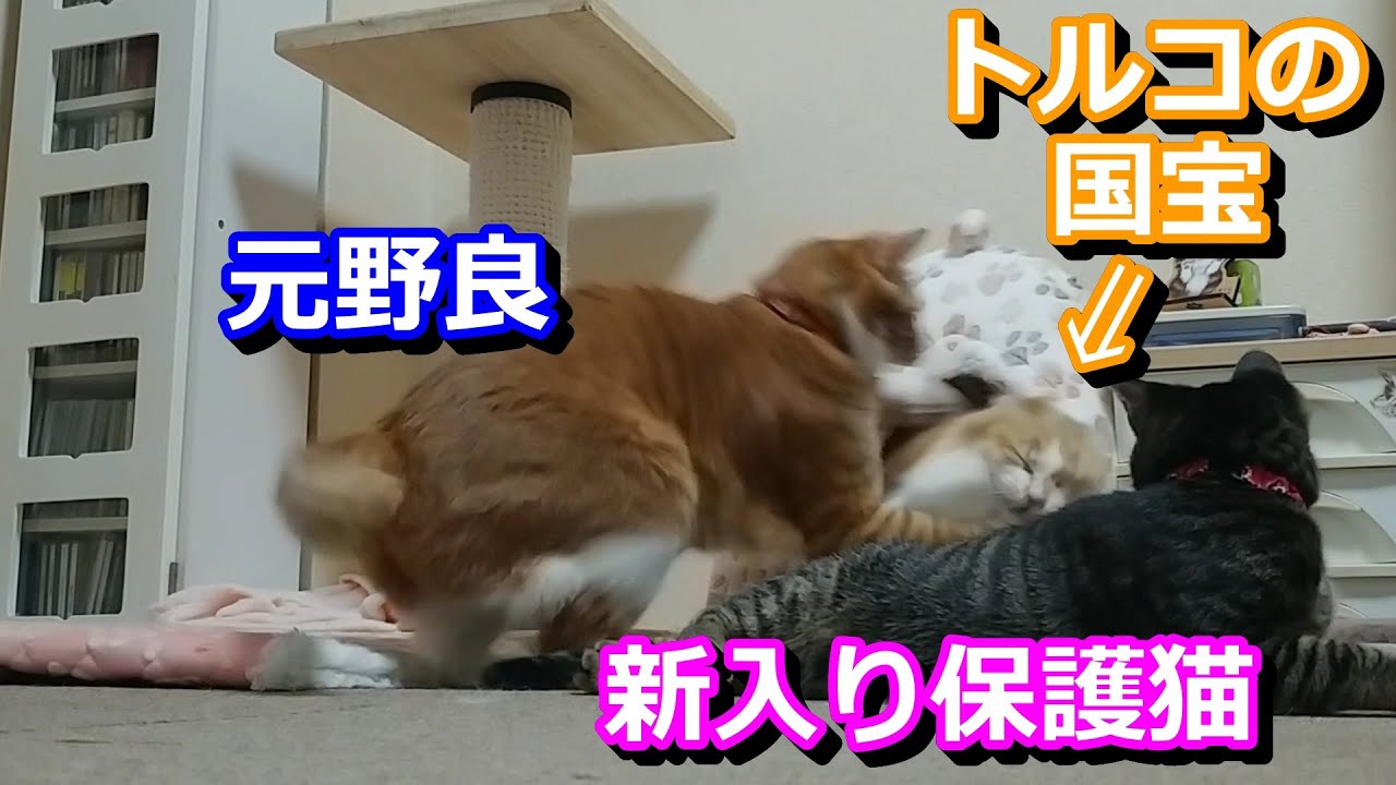ひとりぼっちになった新入り保護猫