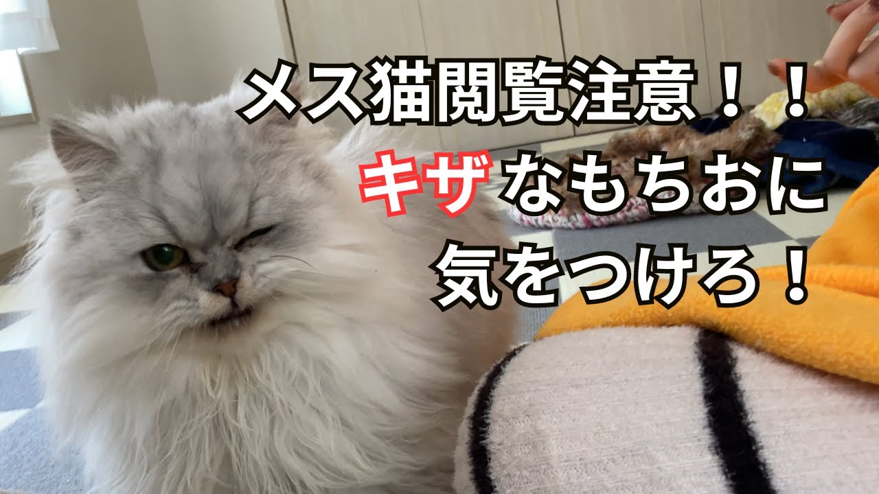 【ペルシャ猫】初めてのちゅ～るを食べてキザなもちおがメス猫を落としにきた！！
