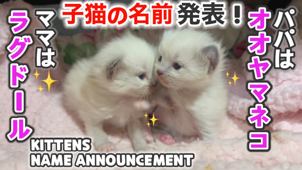 ❄️いつも仲の良い猫夫婦がまさかの夫婦喧嘩😱＋3つ子の子猫の名前発表🥳【ママはラグドール✨パパはそり耳オオヤマネコ💪】#猫 #ラグドール #子猫