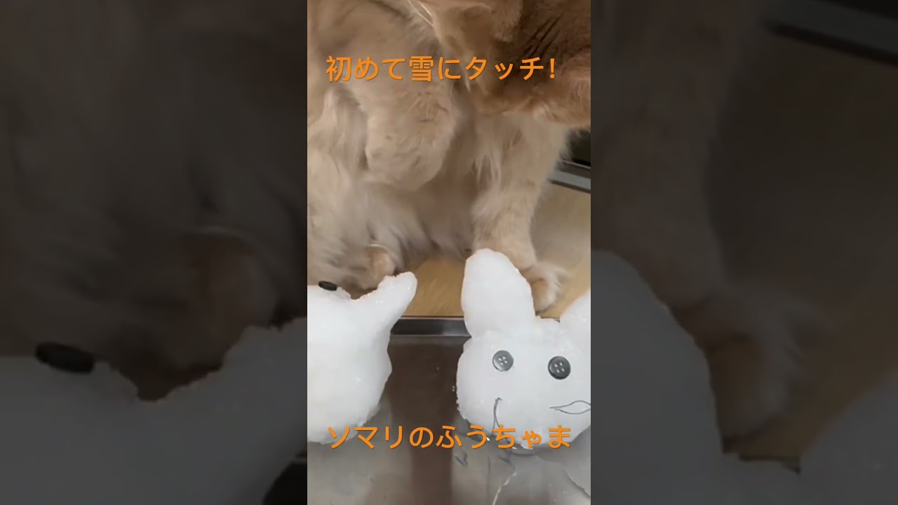 ［ねこ］生まれて初めて○○にタッチ！ソマリのふうちゃま