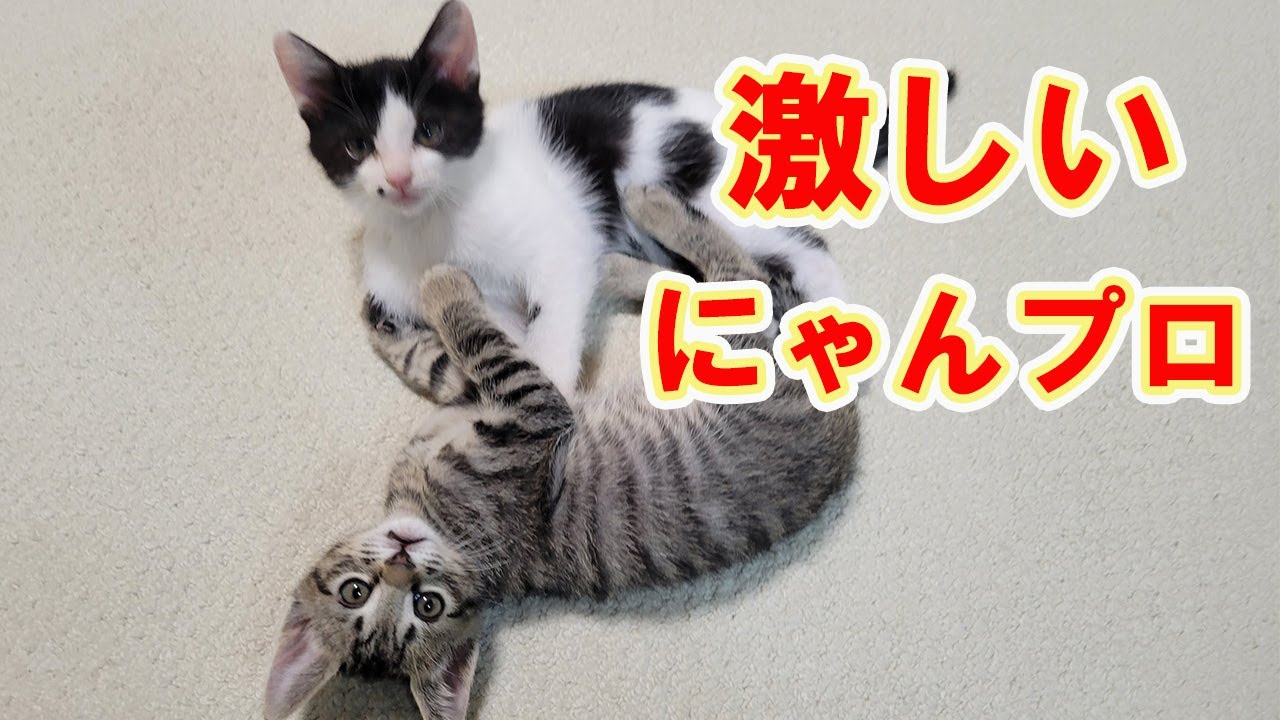 【保護猫】レスキューした子猫㊷どこにいてもにゃんプロしてます。相性が悪い？