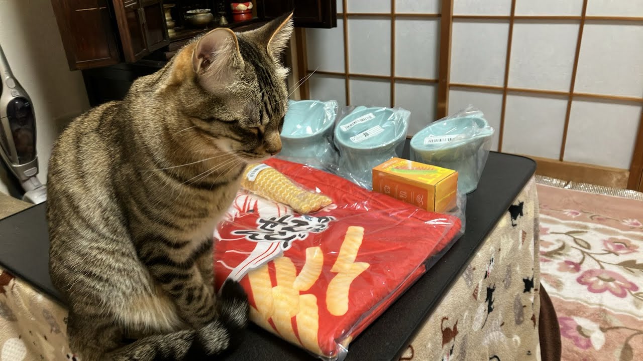 猫達との時間 バレンタイン💘