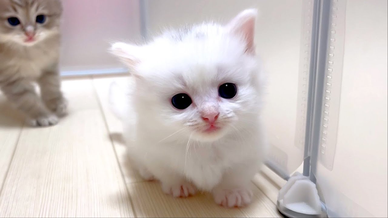 【マンチカンの子猫】初めて外で遊んでる子猫の様子を眺める件 ～猫のいる生活Vol.890～出産動画 マンチカン短足・ミヌエット・ペルシャ猫専門ブリーダー『ペット蔵人』【子猫の成長記録】