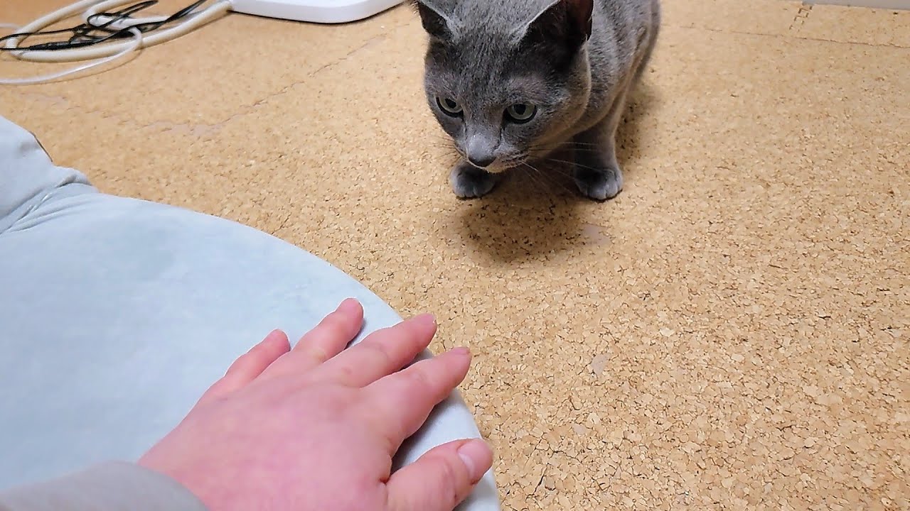 【猫動画】新しい座椅子に喜ぶロシアンブルー続き【Russian blue】Continued video of Russian Blue who is happy with a new chair
