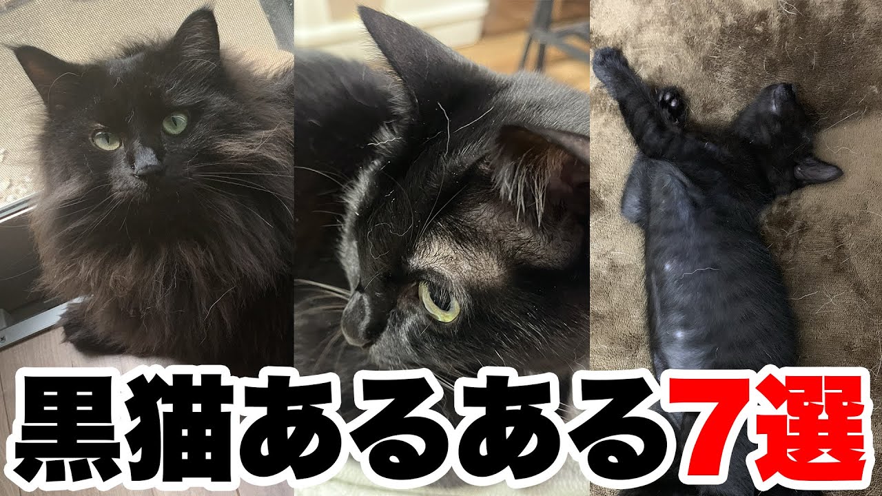 【黒猫飼い主だからわかる】黒猫あるある7選！ #黒猫 #黒猫あるある