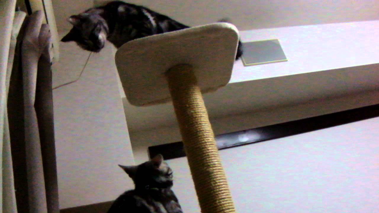 アメショのバトル！