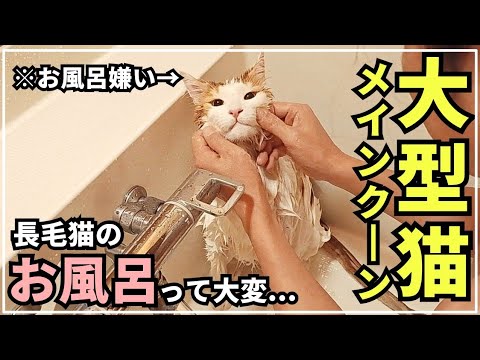 お風呂嫌いな猫が頑張ります。【大型猫メインクーン】