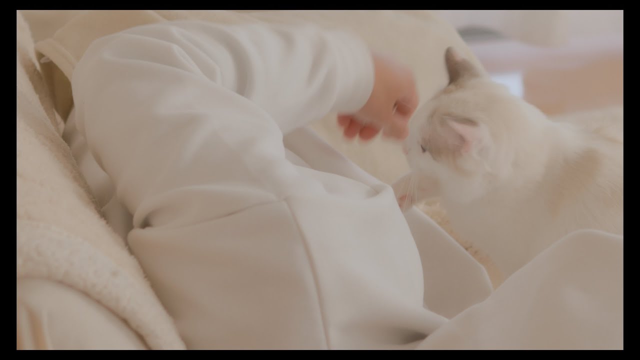 頭痛でダウンしてる時に寄り添って寝てくれるラグドール　#猫 #ラグドール #ragdollcat