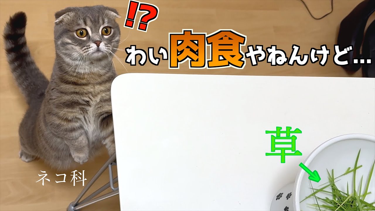 [ドッキリ]楽しみのご飯が草だった時の猫の反応がこちら(マンチカン)