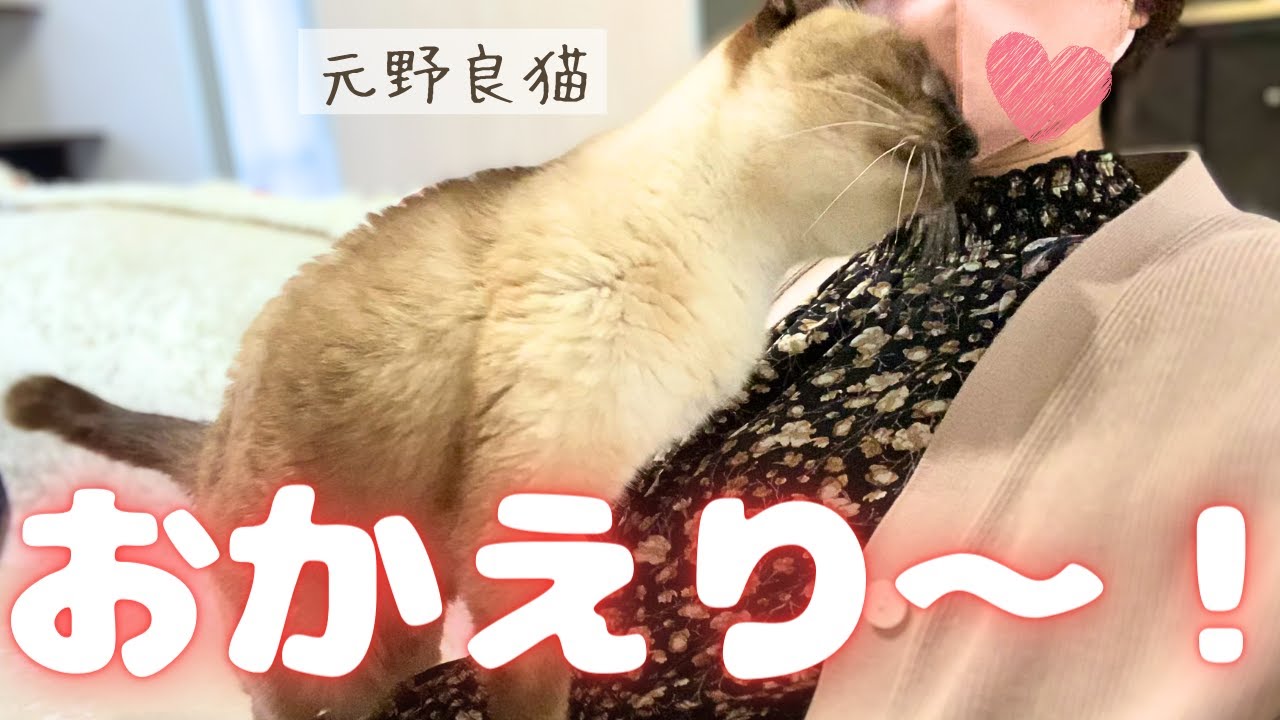 1時間早く帰宅した飼い主へ、甘えん坊保護猫のすりすり祭りが開催されました…【シャム猫/シャムミックス＆北欧猫/ノルウェージャンフォレストキャット】