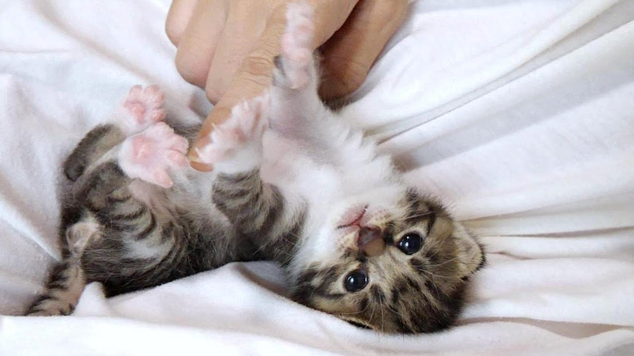 へそ天の子猫がかわいいポーズを次々に繰り出してきてヤバイ【赤ちゃん猫　保護猫】