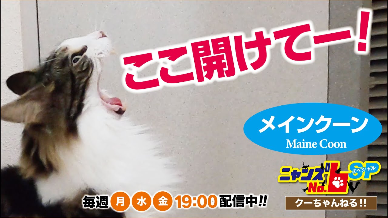 【メインクーン/Maine Coon】ここ開けてー！
