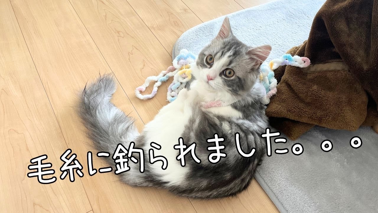 猫の鳴き声を撮ろうとしたら惨敗しました。。。笑【マンチカン】