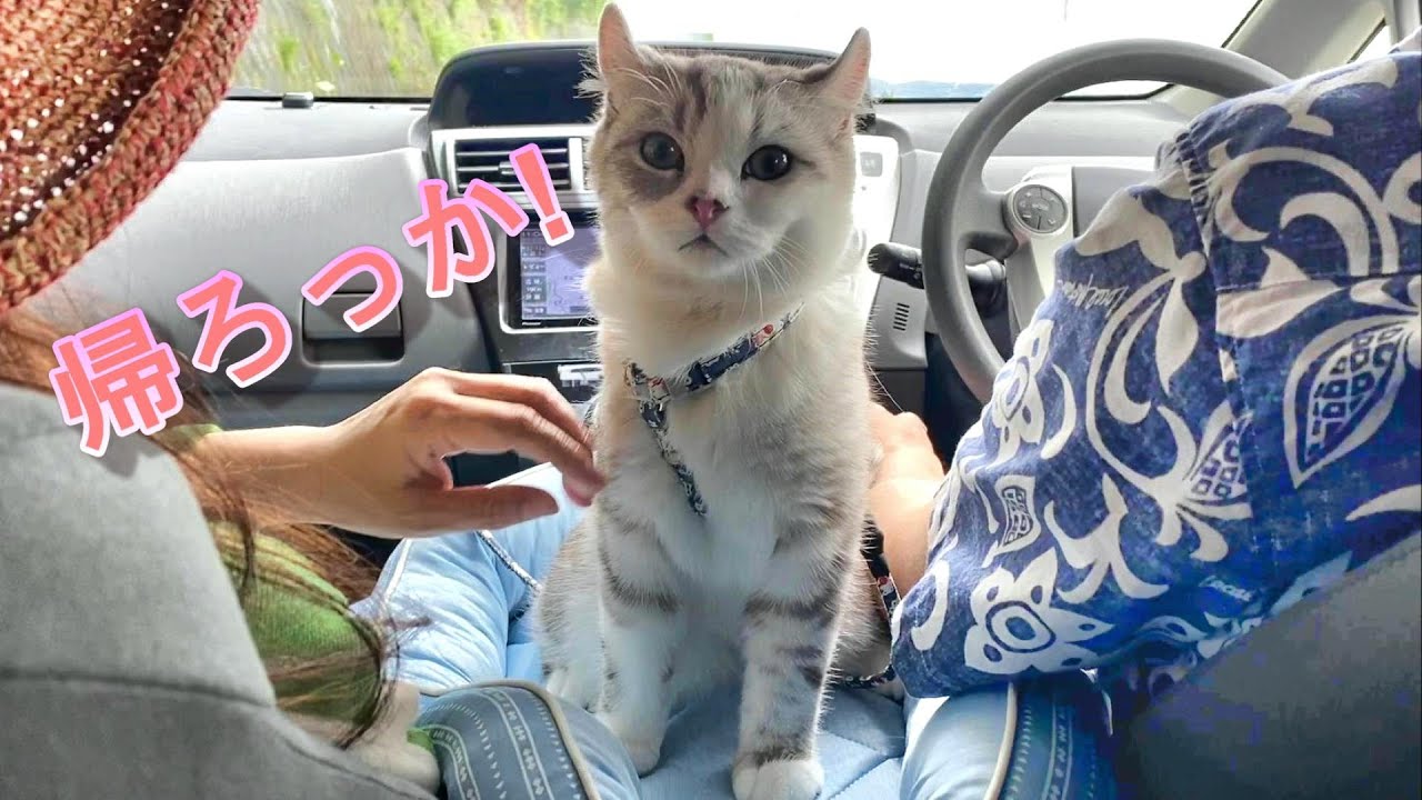 猫も泊まれるコテージが居心地良すぎて名残惜しすぎる!!Days2【アメリカンカール】