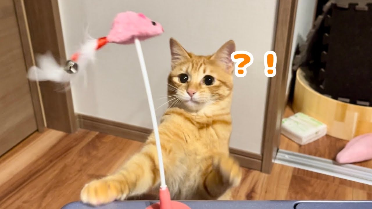 【保護猫】子猫の手術前最後の戦いがこちらですwww
