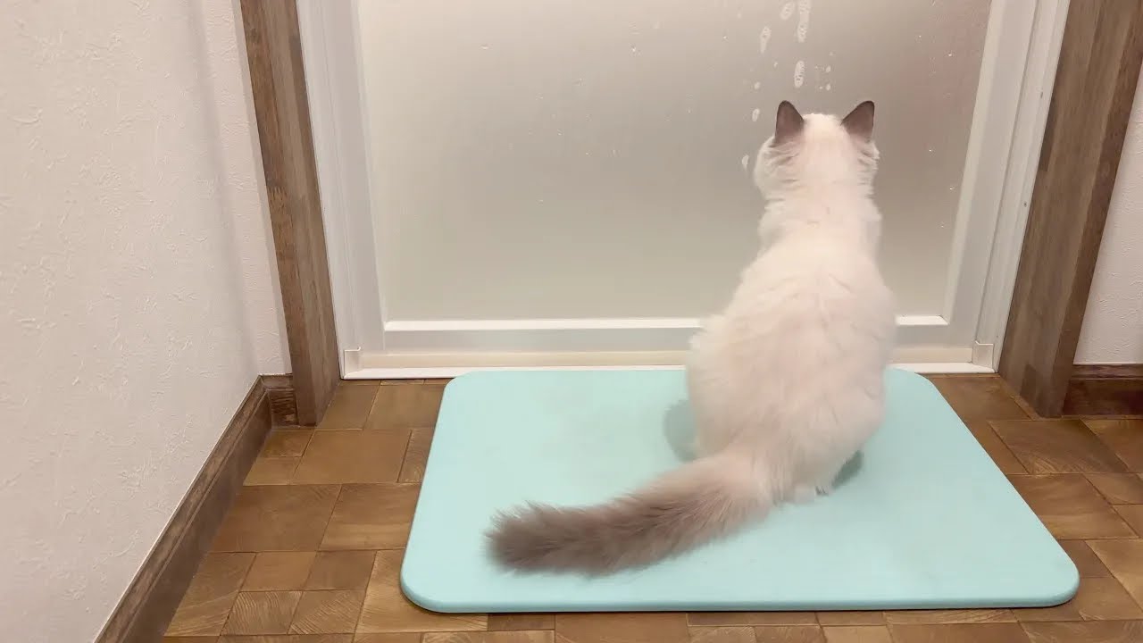 あにのお風呂をじっと待つ健気な子猫はコチラです【ラグドールのなぎさん】
