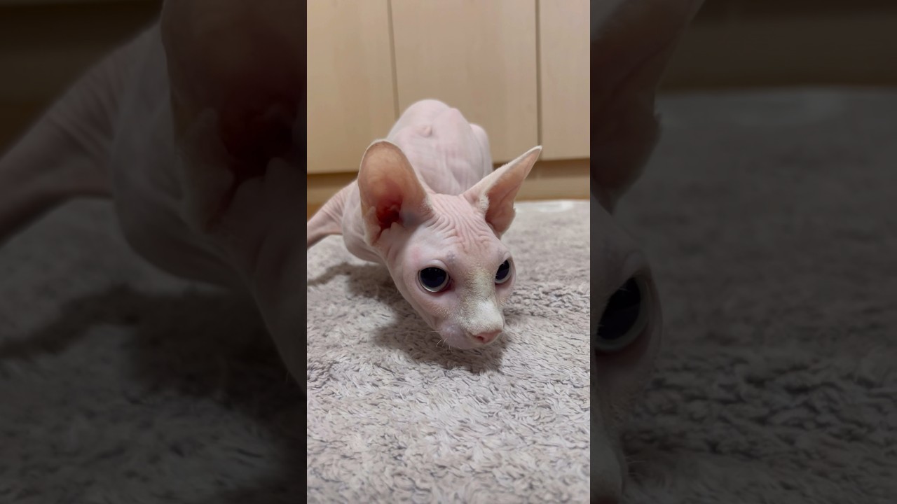 狙いを定めて突進する毛のない猫【スフィンクス猫】