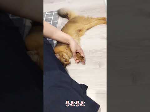 #45　手をニギニギされると眠くなるソマリ
