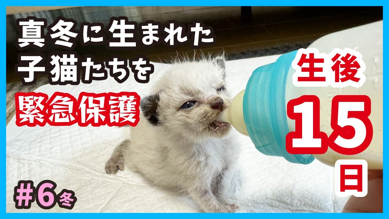 【赤ちゃん猫 真冬に保護】生後15日の子猫の成長記録。ようやくミルクをしっかり飲むようになりました。（冬6）