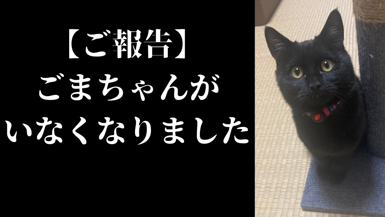 【保護猫】幸せな家族を襲った大事件