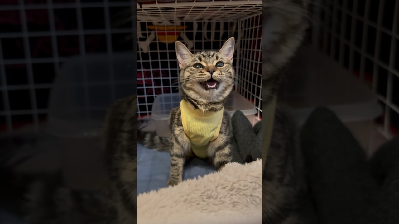 【猫動画】子猫の洋服姿が可愛過ぎて萌えるパパwww #shorts