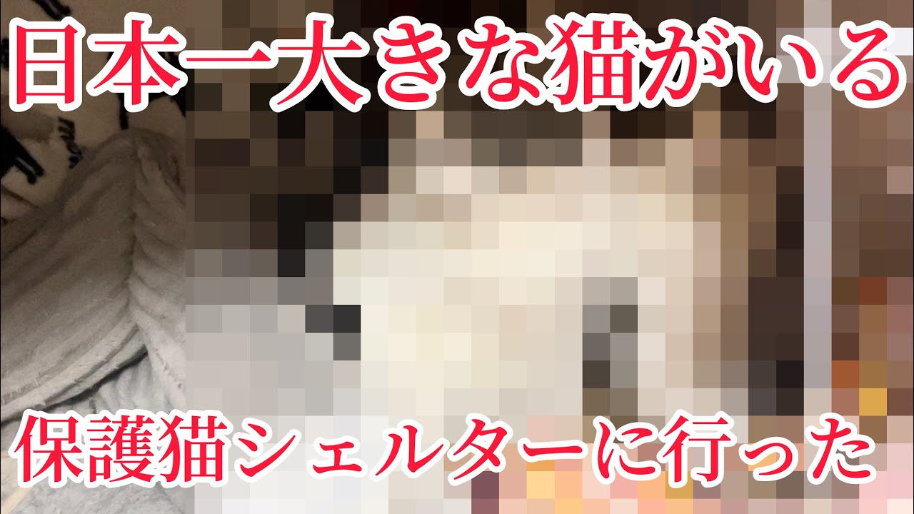 【群馬・前橋市】日本一大きな猫がいる保護猫シェルターに行ったら衝撃的すぎた…