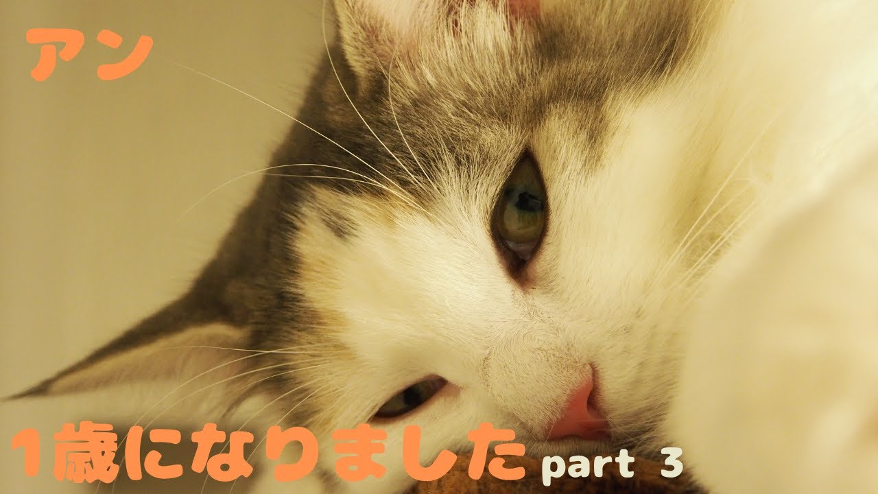猫のアン1歳の誕生日！の巻 part３【ノルウェージャン アンの成長記録】