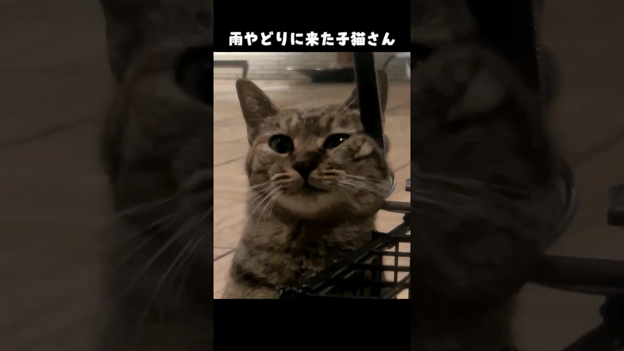 雨の中、庭に通い続けた子猫のりんちゃん　#shorts