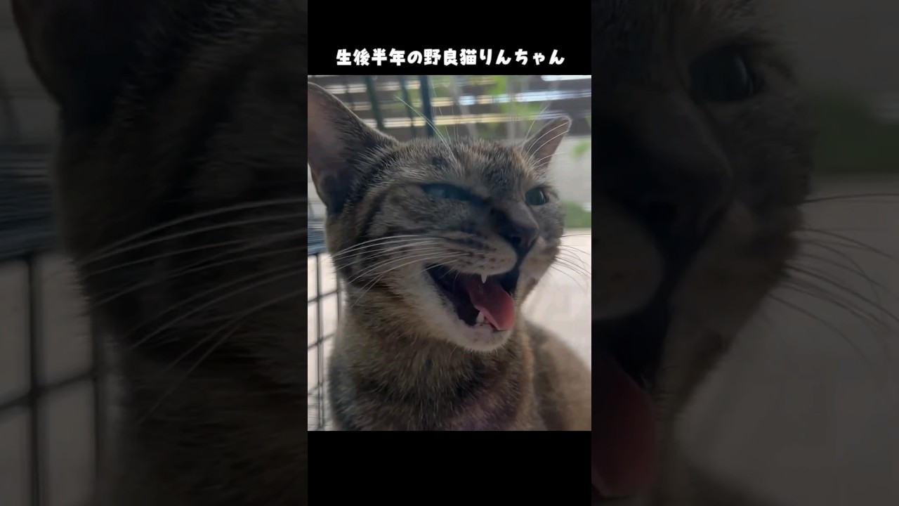 保護2日前の子猫りんちゃん　#shorts #cats #猫