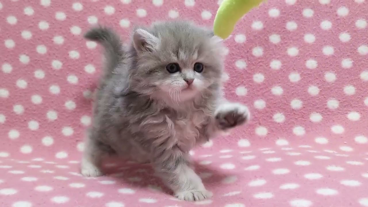 ミヌエット 人懐っこい元気なブルータビー（ロングヘアー）の男の子♪