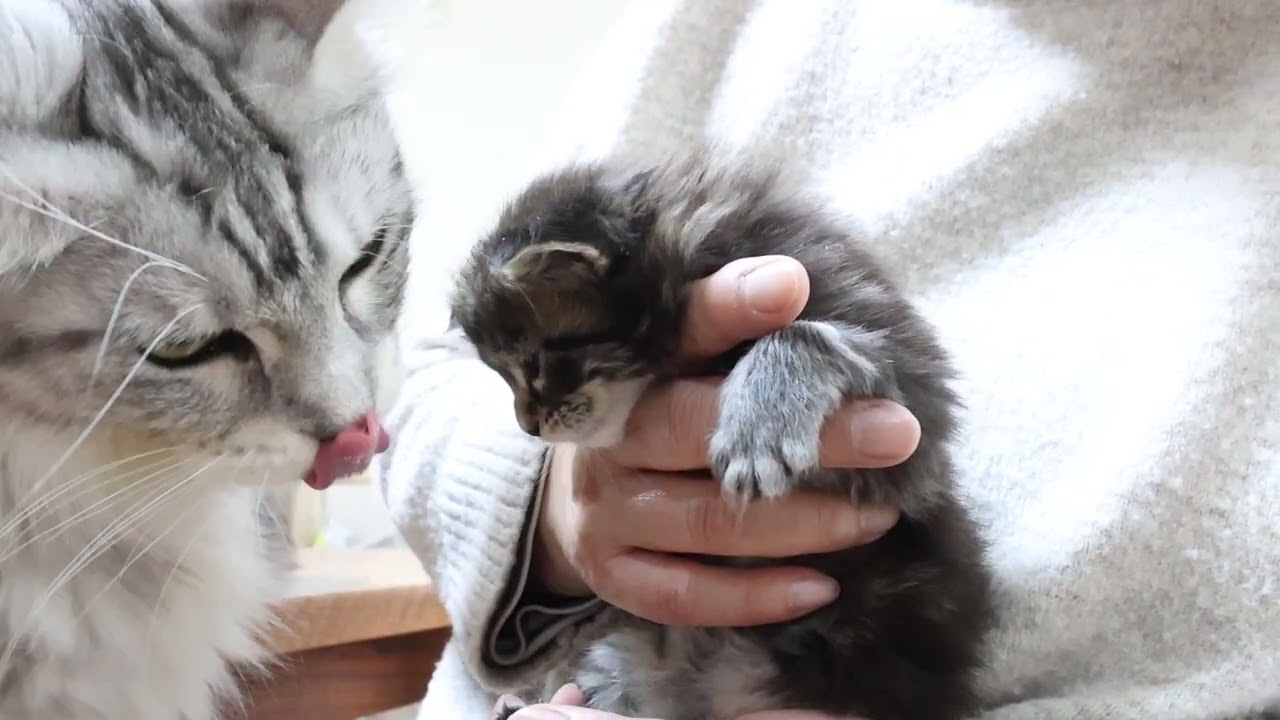 生後23日メインクーン子猫の蓮君