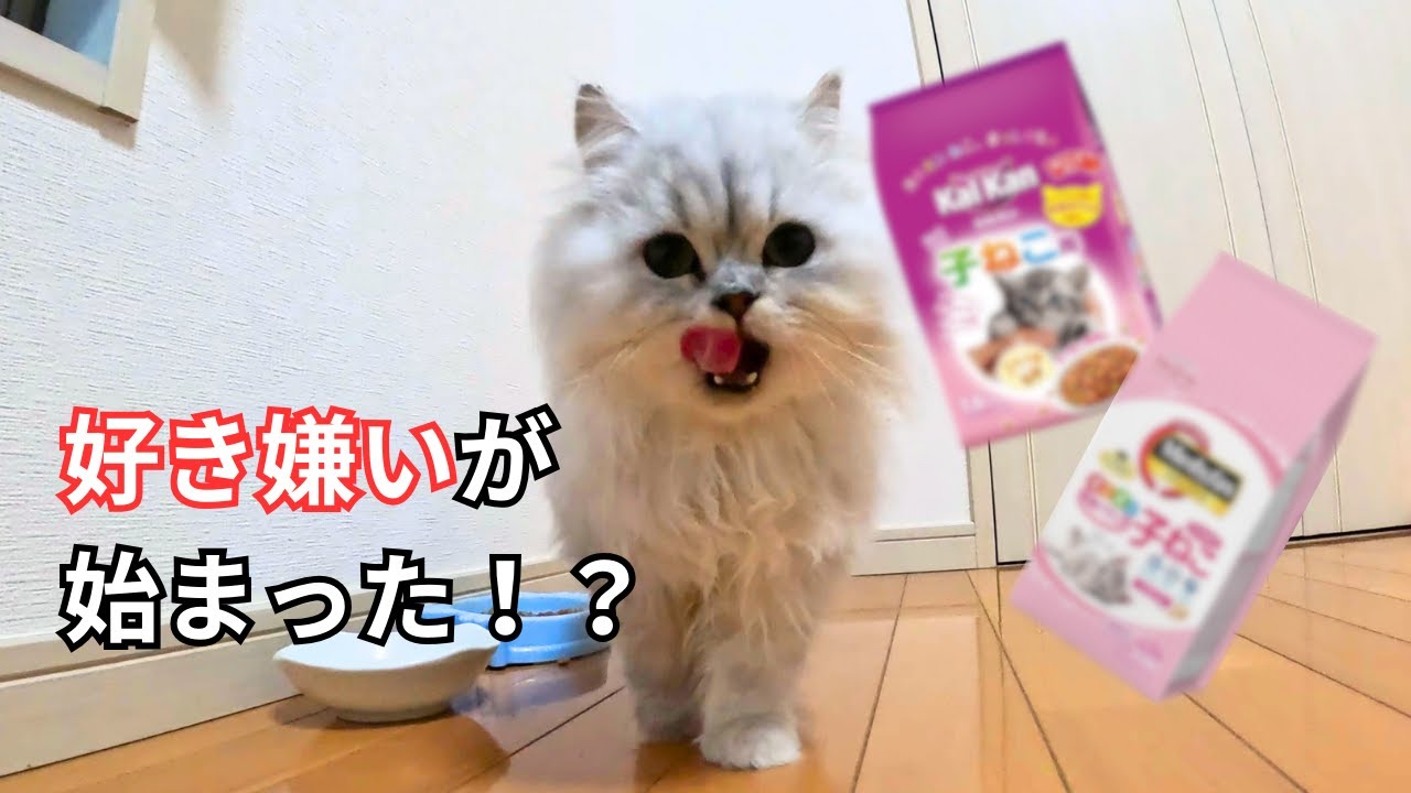 【ペルシャ猫】好き嫌いが始まった！？もちおの好みを検証！！